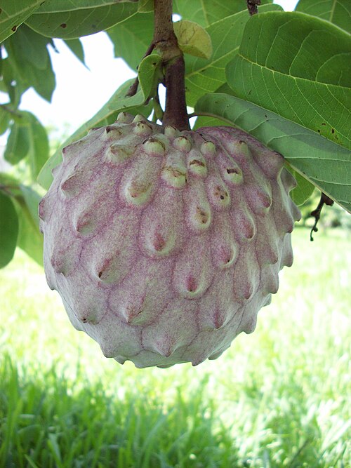 Fresh Ilama