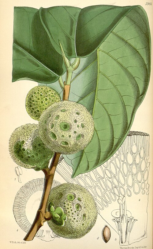 Fresh African breadfruit