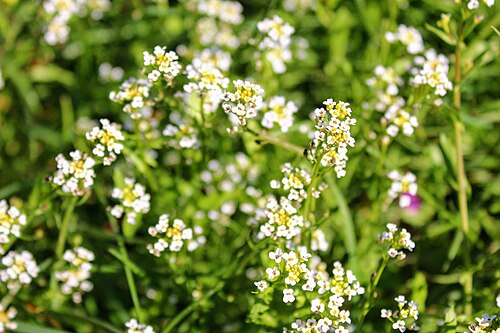 Fresh Abyssinian crambe