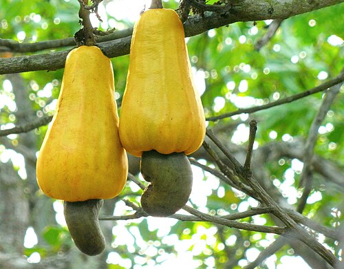 Fresh Cashew