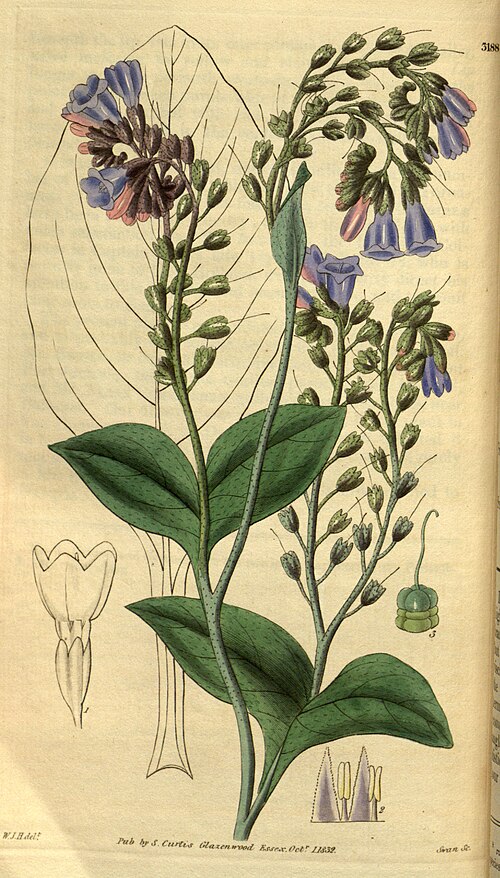 Fresh Comfrey