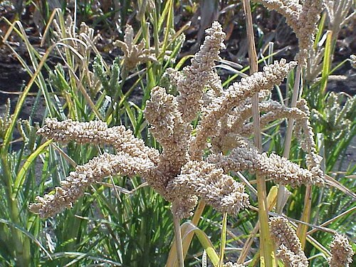Fresh Finger millet