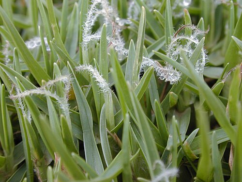 Fresh Kikuyu grass