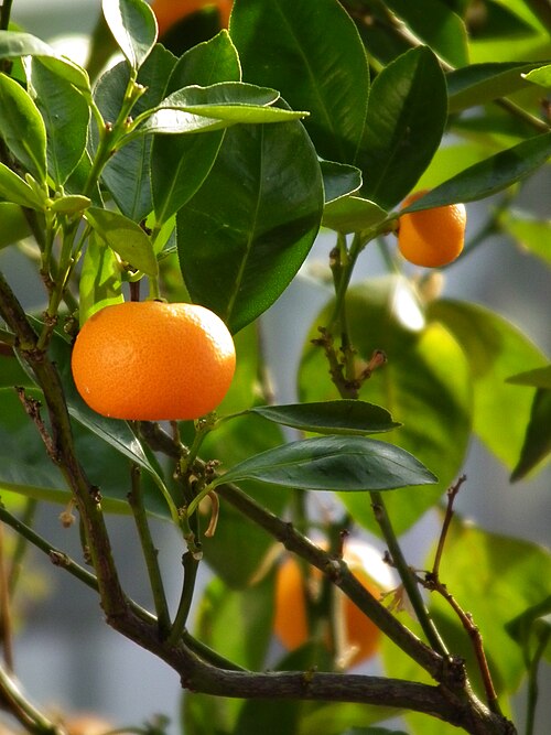 Fresh Mandarin