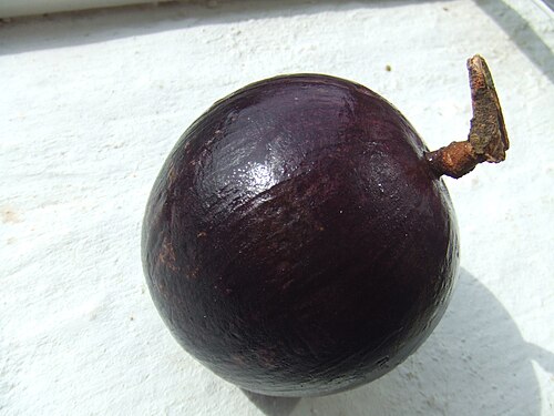 Fresh Star apple