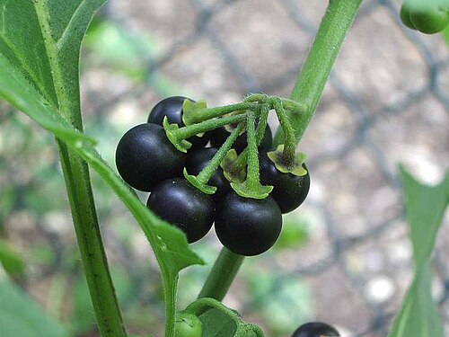 Fresh African nightshade