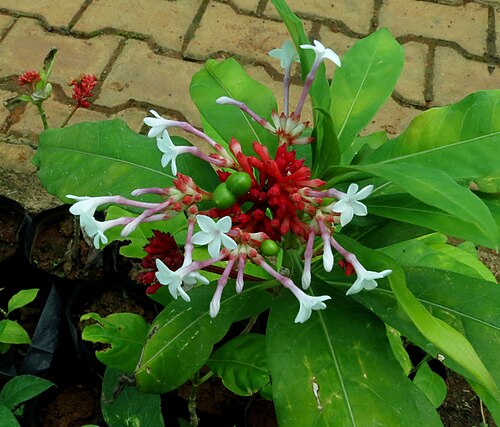 Fresh Indian Snakeroot