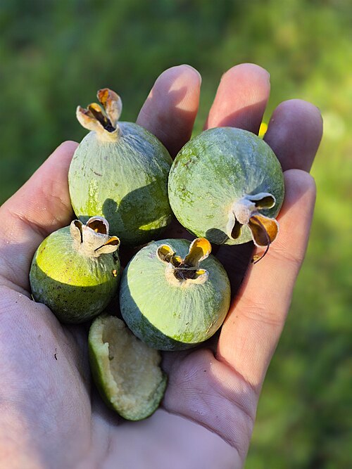 Fresh Feijoa