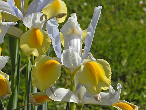 Fresh Dutch iris