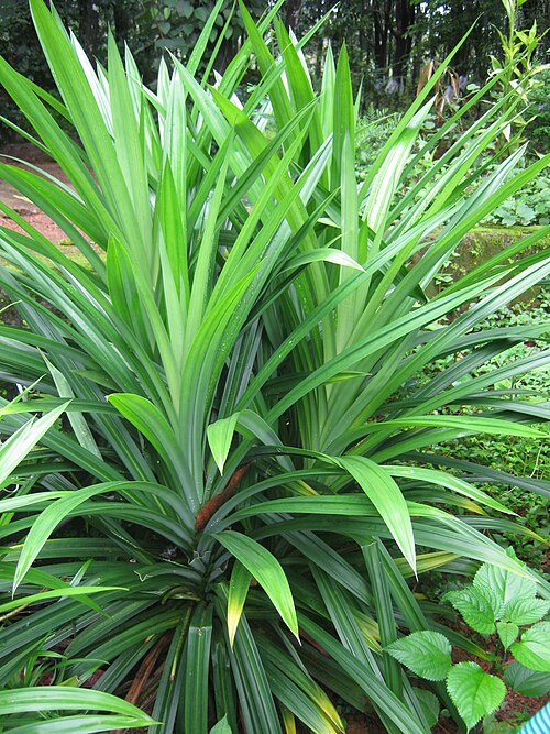 Fresh Pandan