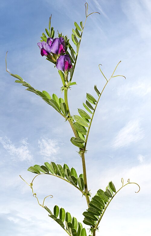 Fresh Common vetch