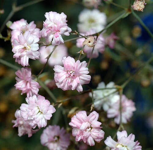 Fresh Baby's breath
