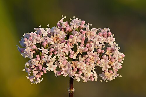 Fresh Valerian