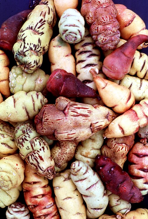 Fresh Mashua