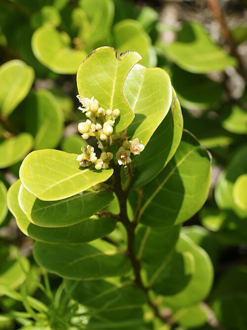 Fresh Cocoplum