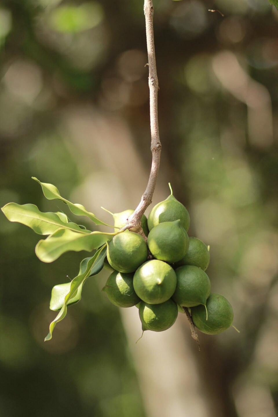 Fresh Macadamia