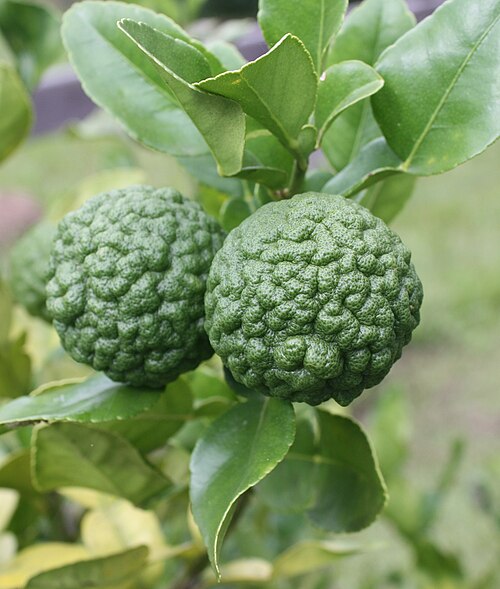 Fresh Kaffir lime
