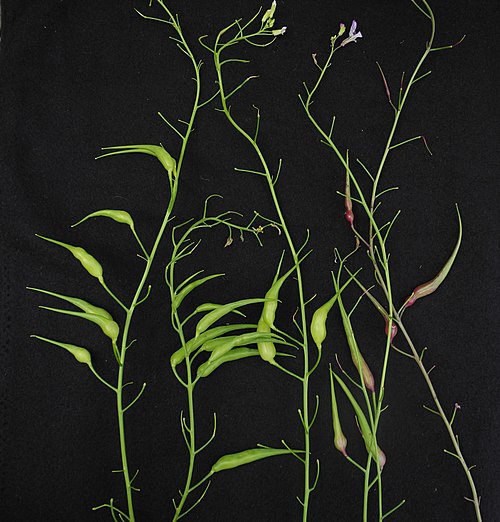 Fresh Rat-tail radish