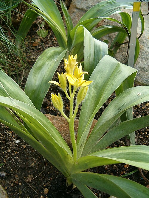 Fresh African star grass