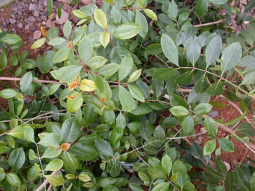 Fresh Khat