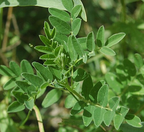 Fresh Astragalus