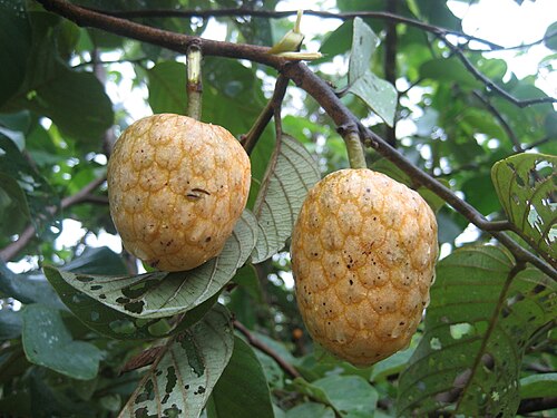 Fresh Wild custard apple