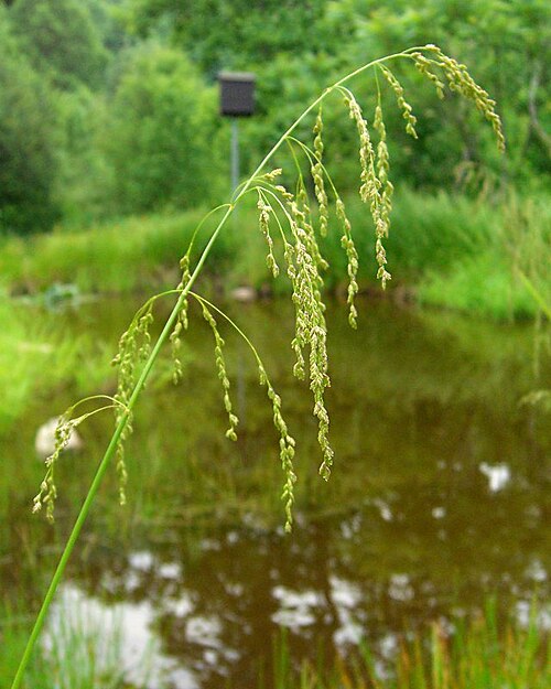 Fresh Manna grass