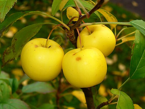Fresh European crab apple