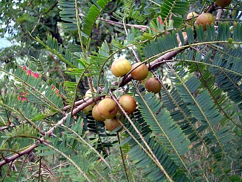 Fresh Indian gooseberry