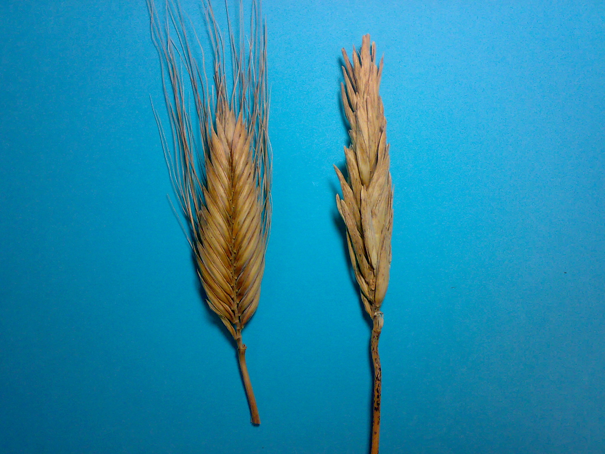 Fresh Polish wheat