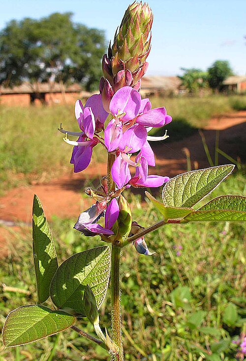 Fresh Greenleaf desmodium