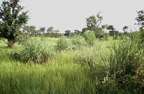 Fresh Gamba grass