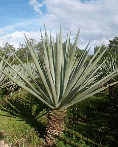 Fresh Sisal