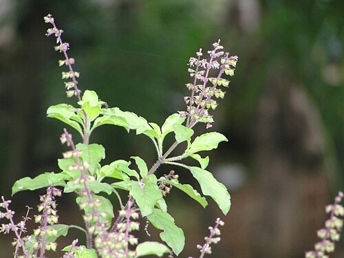Fresh Holy basil (Tulsi)