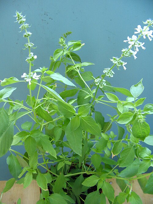 Fresh Lemon basil