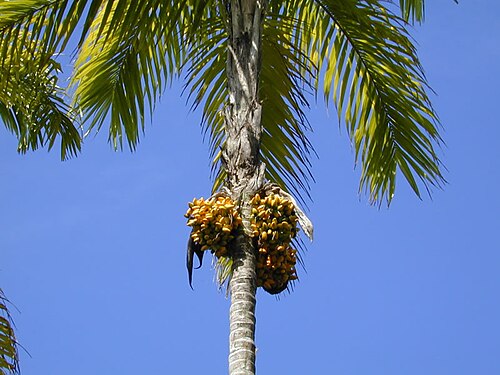 Fresh Peach palm