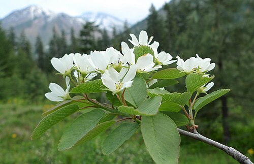 Fresh Saskatoon berry