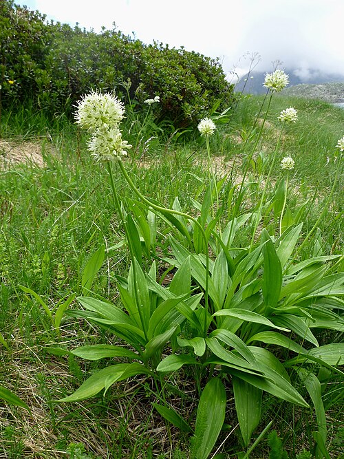 Fresh Victory onion / Alpine leek