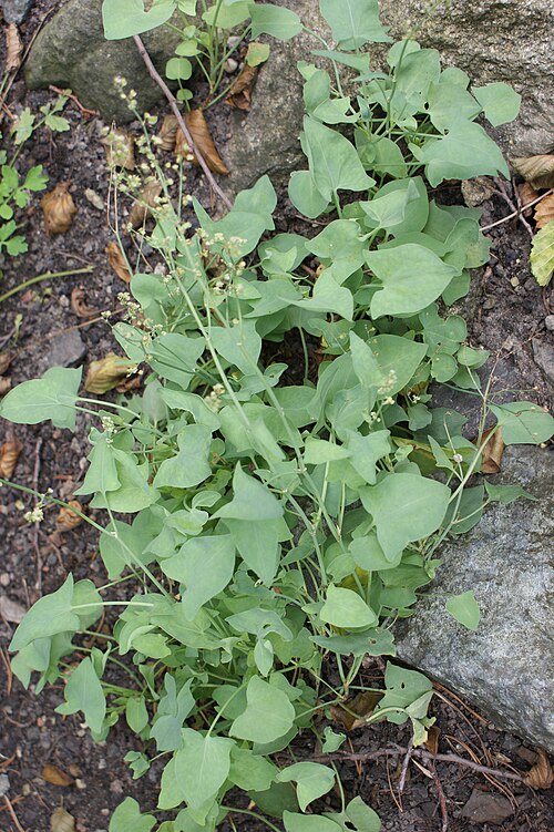 Fresh French sorrel