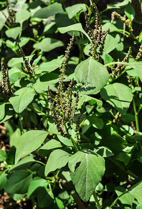 Fresh Slender amaranth