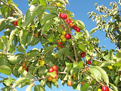 Fresh Cornelian cherry