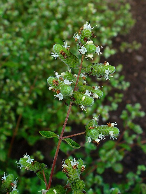 Fresh Marjoram