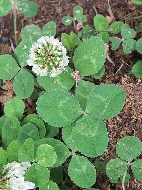 Fresh White clover