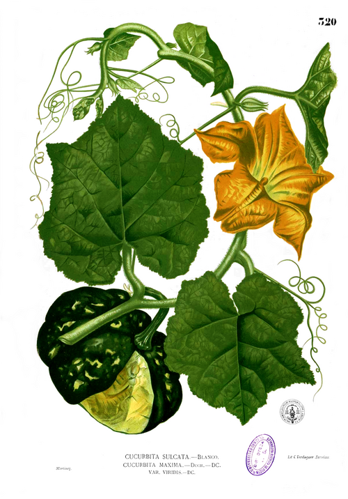 Fresh Pumpkin (Winter squash)