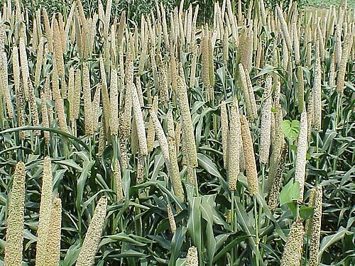 Fresh Pearl millet
