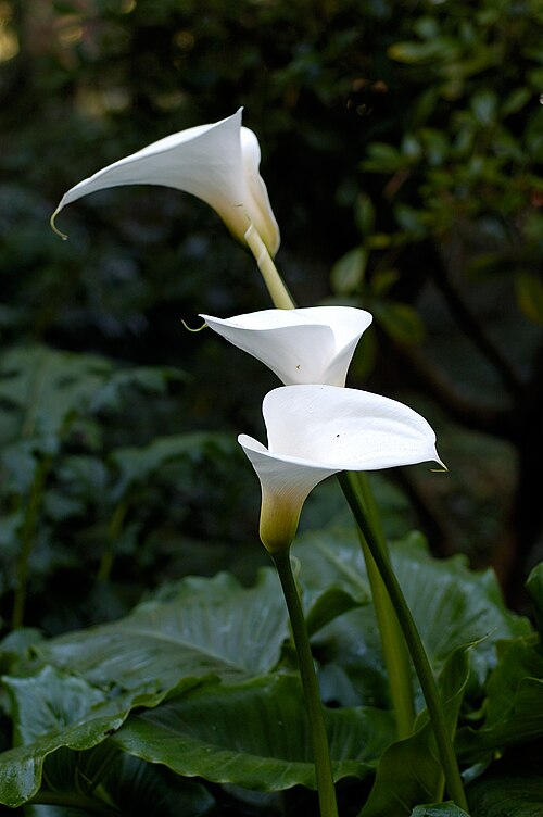 Fresh Calla lily