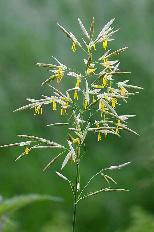 Fresh Smooth brome