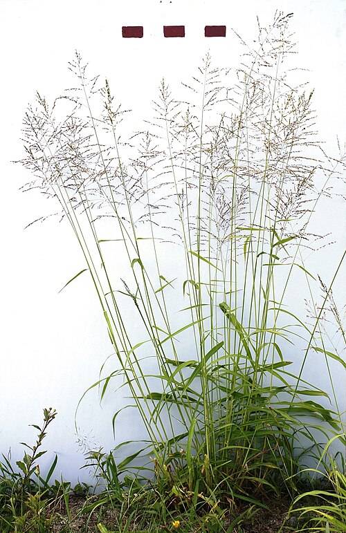 Fresh Guinea grass