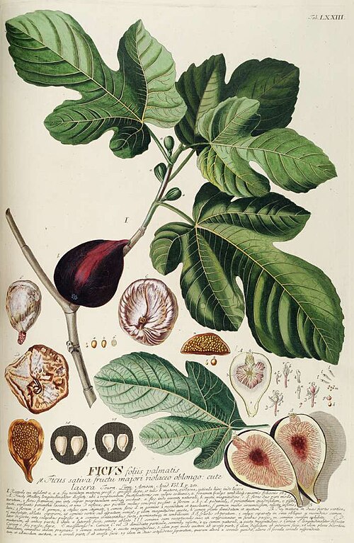 Fresh Fig