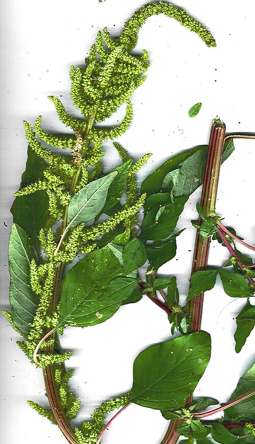 Fresh Spleen amaranth